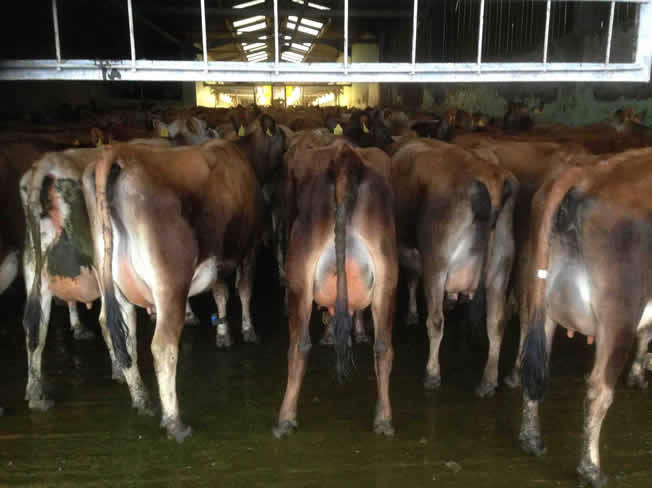 milking time spring 2015